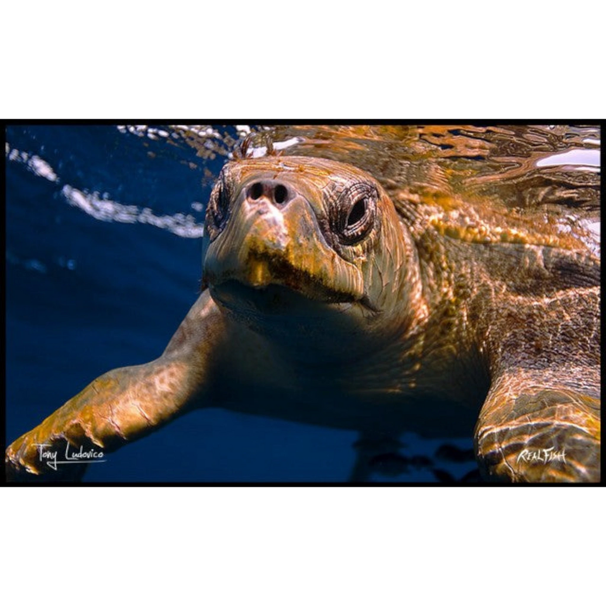 Dogfish Tackle & Marine Realfish floor mat featuring a detailed underwater sea turtle photograph by Tony Ludovico