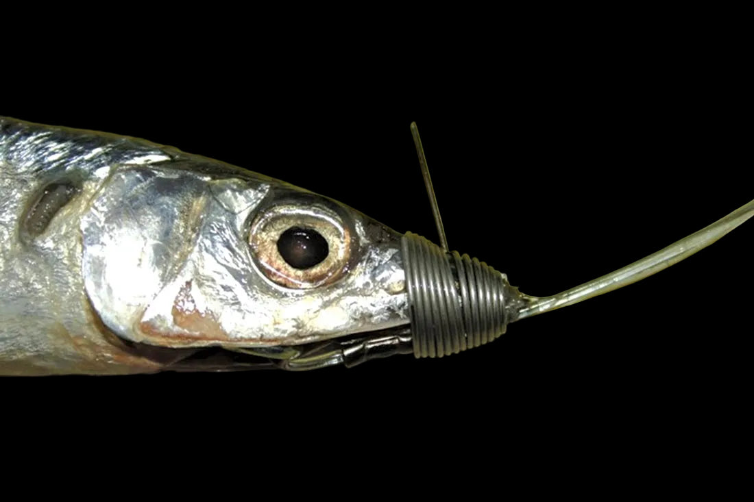 Dogfish Pre-Made Ballyhoo Rig