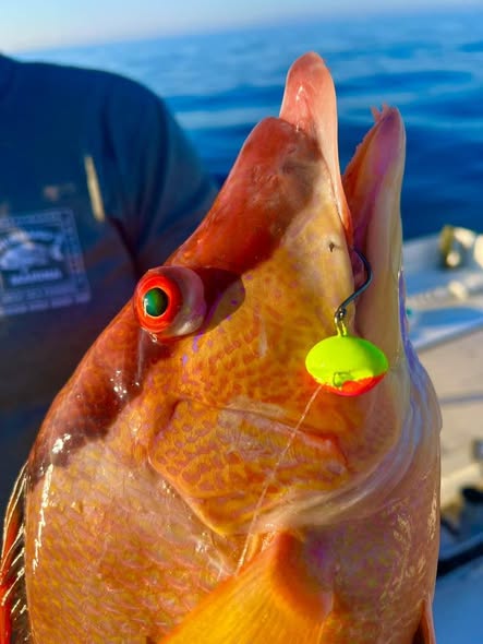 E&N Jigs Ledge Knockers