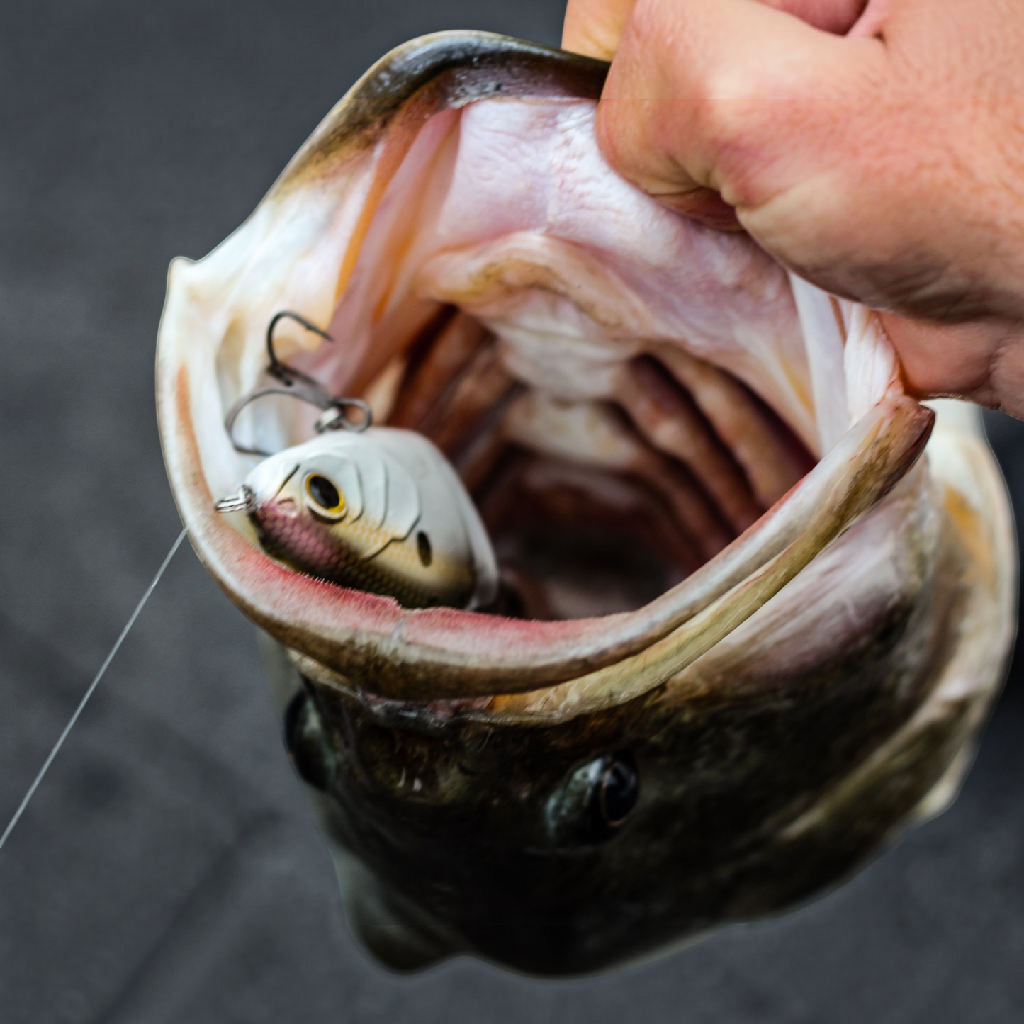 6th Sense Trace 3.75in Multi Jointed Swimbaits - Dogfish Tackle & Marine