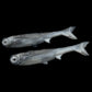 NLBN K-Tails Swimbaits - Dogfish Tackle & Marine