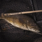 Bull Bay Banshee Spinning Rods