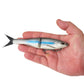Berkley Powerbait Nessie Glide Bait - Dogfish Tackle & Marine