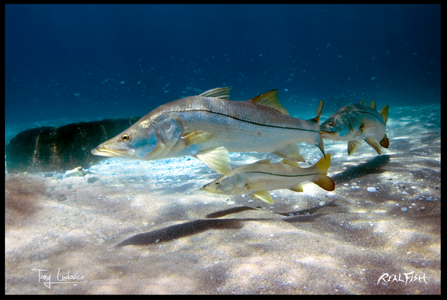 Realfish Indoor/Outdoor Floor Mats