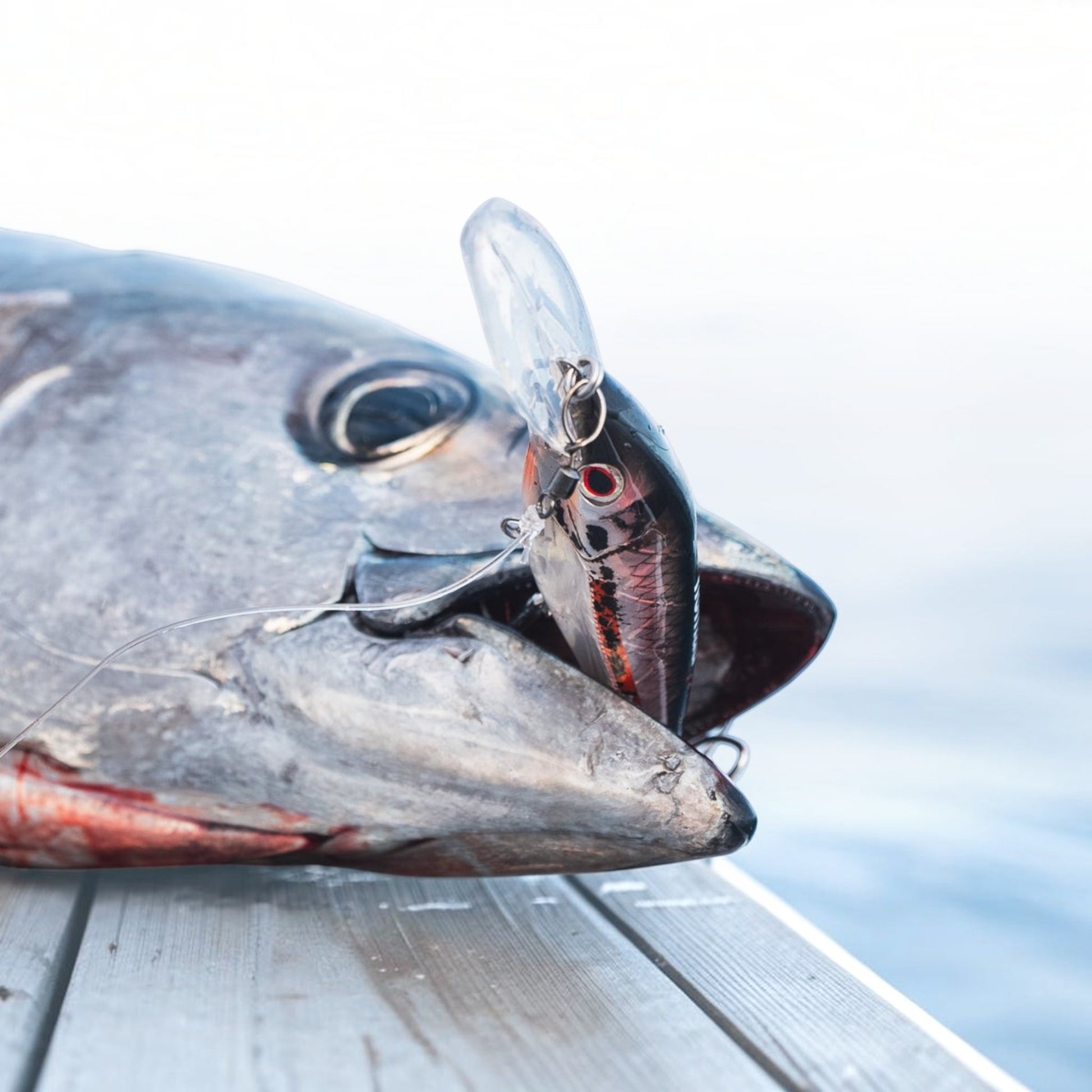 Nomad DTX Minnow 145 Shallow FLT 5 - 3/4" - Dogfish Tackle & Marine