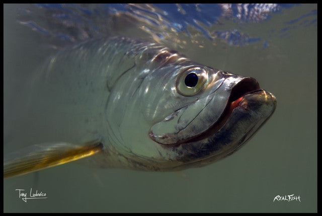 Realfish Indoor/Outdoor Floor Mats