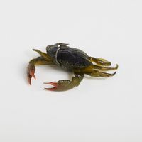 Savage Gear Duratech Crab - Dogfish Tackle & Marine