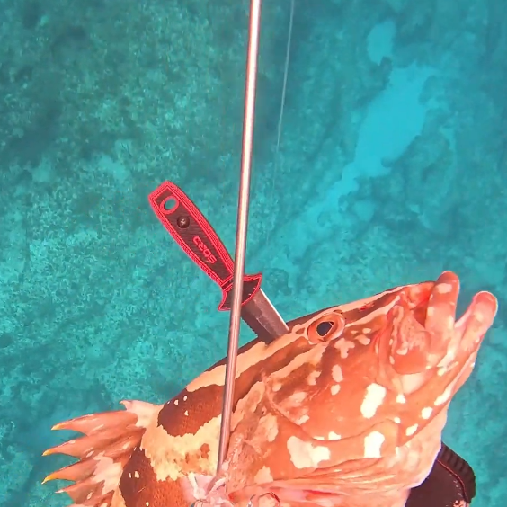 Sord 4in Freediving Knife - Dogfish Tackle & Marine