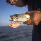 Yo-Zuri 3D Inshore Surface Minnow Lures - Dogfish Tackle & Marine