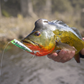 Yo-Zuri 3DR-X Series Popper - Dogfish Tackle & Marine