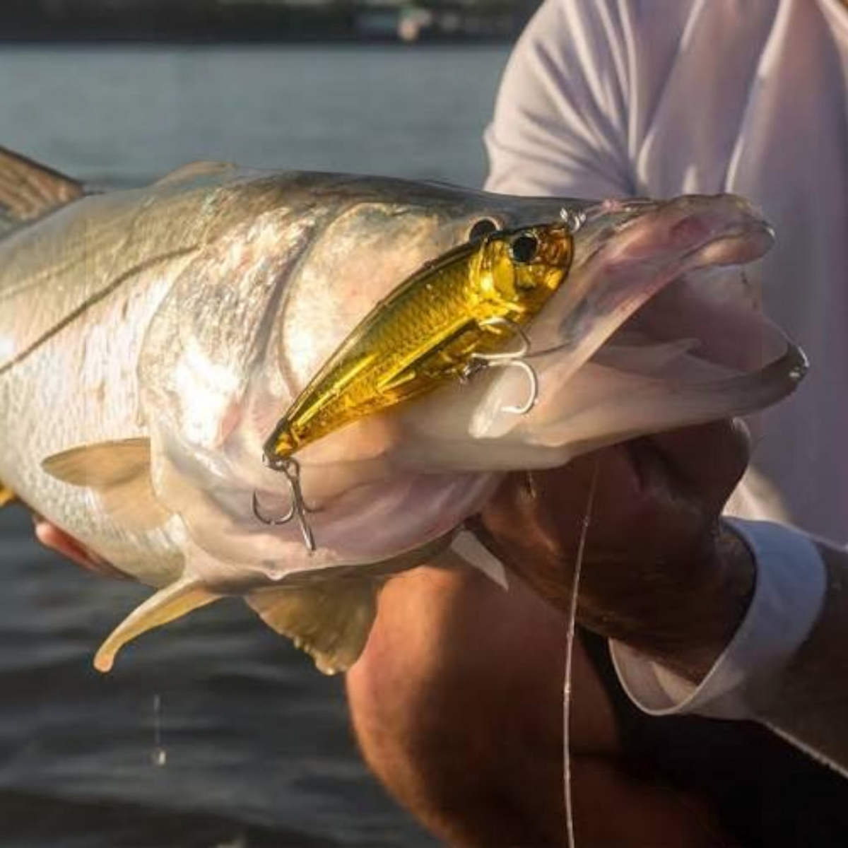 Dogfish Tackle & Marine Yo-Zuri 3D Inshore twitch bait in a gold finish held in the mouth of a caught snook fish