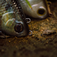 Dogfish Tackle & Marine 6th Sense The Option swimbait with realistic 3D scales and lifelike eyes on a textured surface