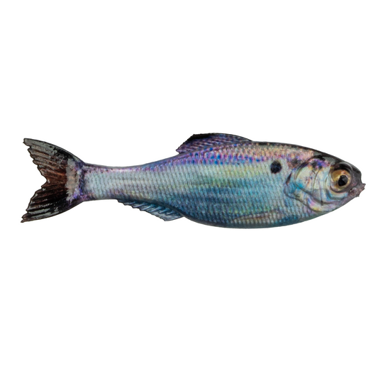 Dogfish Tackle & Marine 6th Sense Panorama soft plastic swimbait featuring a realistic blue and silver baitfish finish.