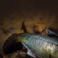 Dogfish Tackle & Marine 6th Sense The Option swimbait featuring detailed 3D scales and realistic dorsal fin texture.
