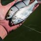 Dogfish Tackle & Marine 6th Sense Trace 5in multi-jointed swimbait held in hand next to a live baitfish.