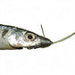 Dogfish Tackle & Marine pre-made ballyhoo fishing rig with 1/2oz lead, stainless steel hook, and monofilament line.