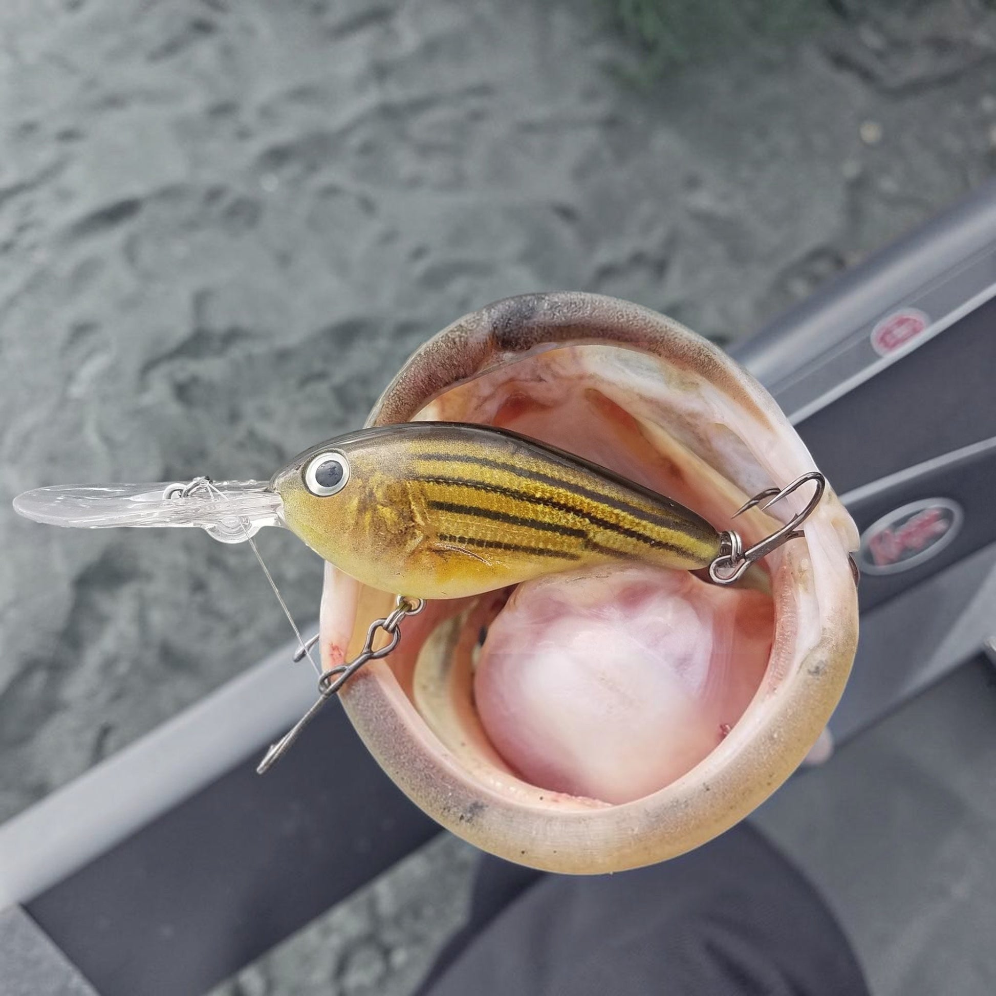 Dogfish Tackle & Marine Seaguar Premier fluorocarbon leader attached to a striped crankbait lure in a bass mouth