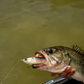 Dogfish Tackle & Marine 6th Sense The Draw 6.5 glide bait in a largemouth bass mouth, showing realistic 3D detailing.