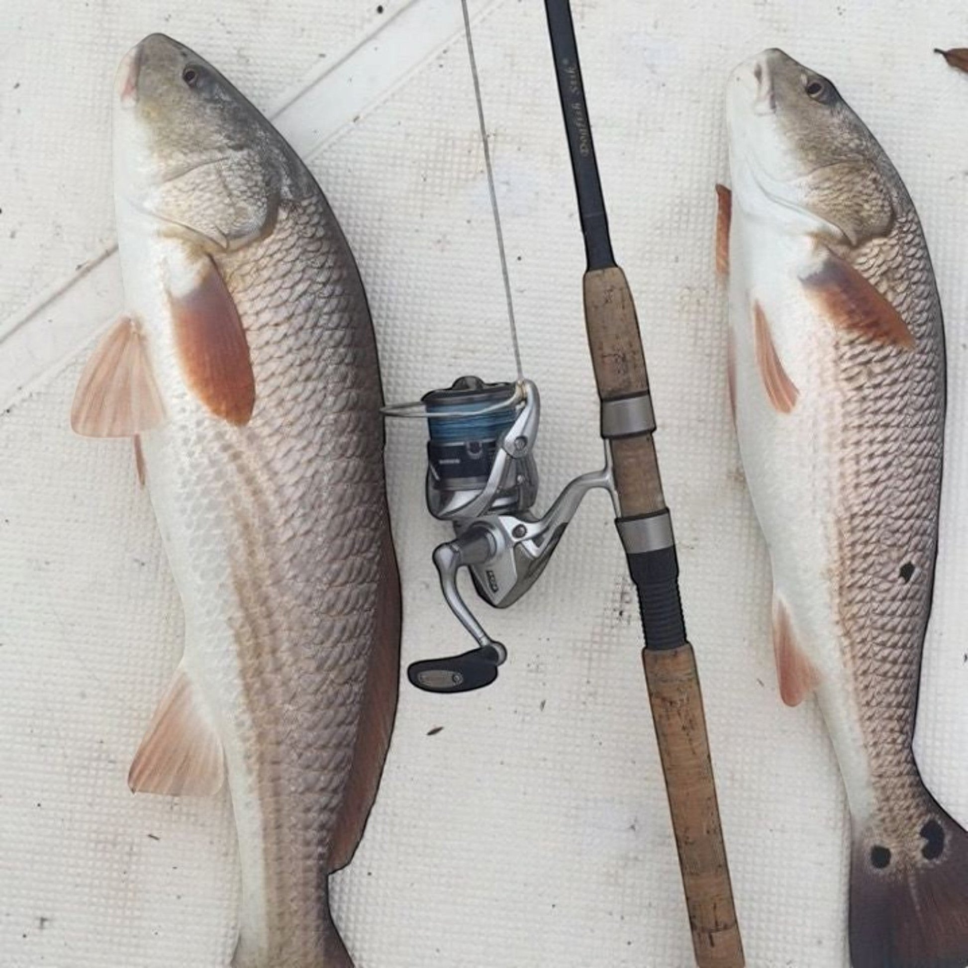 Dogfish Stik Signature Series graphite spinning rod with cork handle and silver reel, next to two redfish.