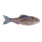 Dogfish Tackle & Marine 6th Sense Panorama soft plastic swimbait with realistic grey baitfish scales and fins