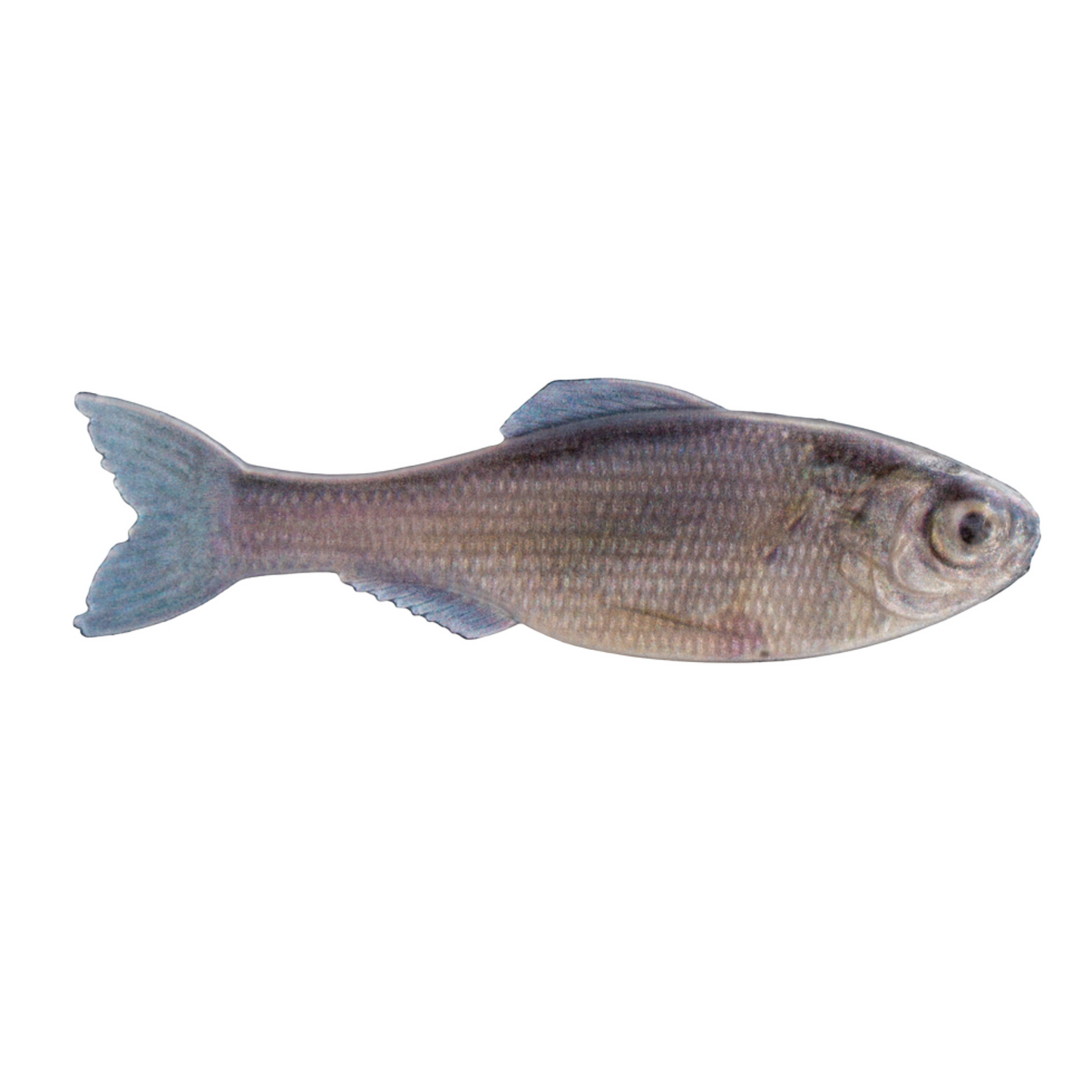 Dogfish Tackle & Marine 6th Sense Panorama soft plastic swimbait with realistic grey baitfish scales and fins