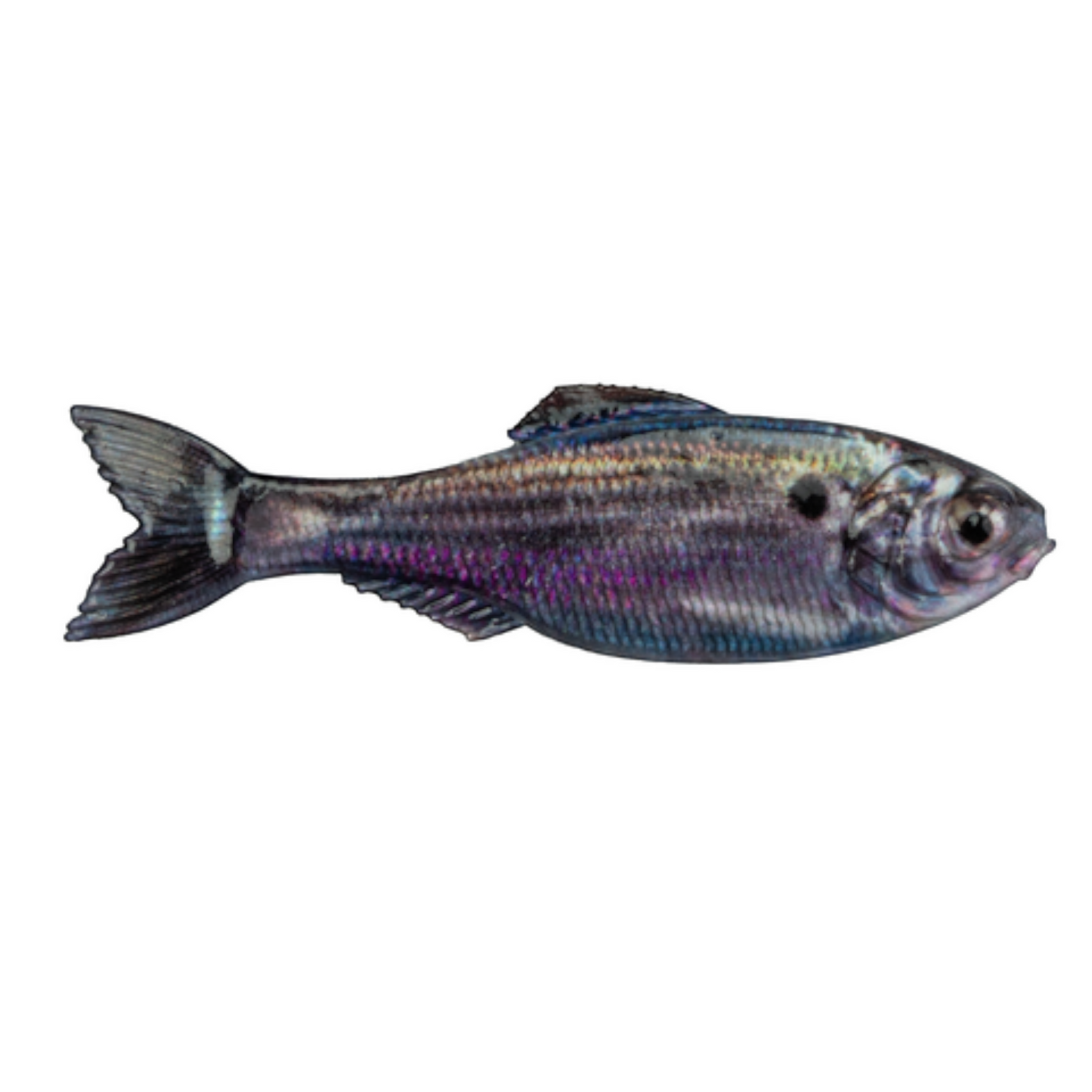 Dogfish Tackle & Marine 6th Sense Panorama soft plastic swimbait with realistic baitfish scales and purple accents.