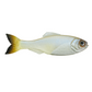 Dogfish Tackle & Marine 6th Sense Panorama soft plastic swimbait with realistic silver body and dark tail fin
