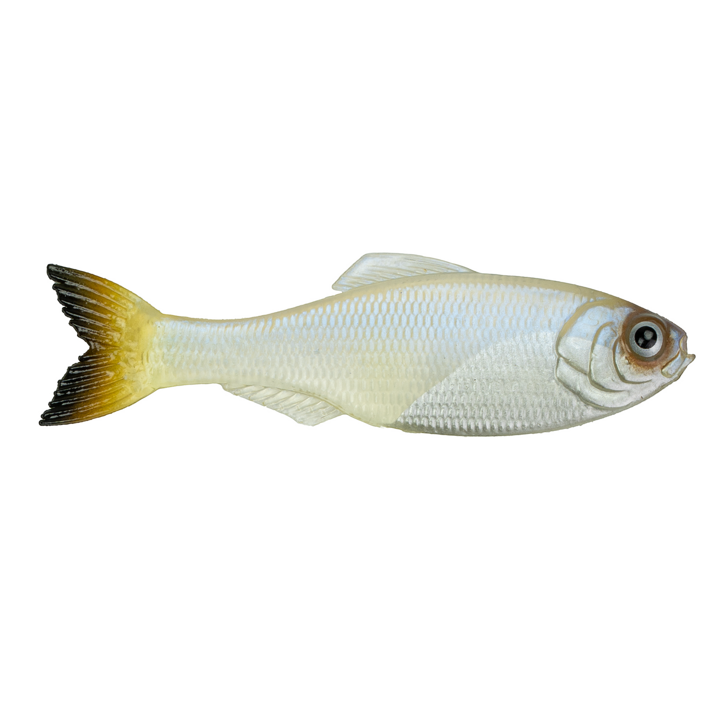 Dogfish Tackle & Marine 6th Sense Panorama soft plastic swimbait with realistic silver body and dark tail fin