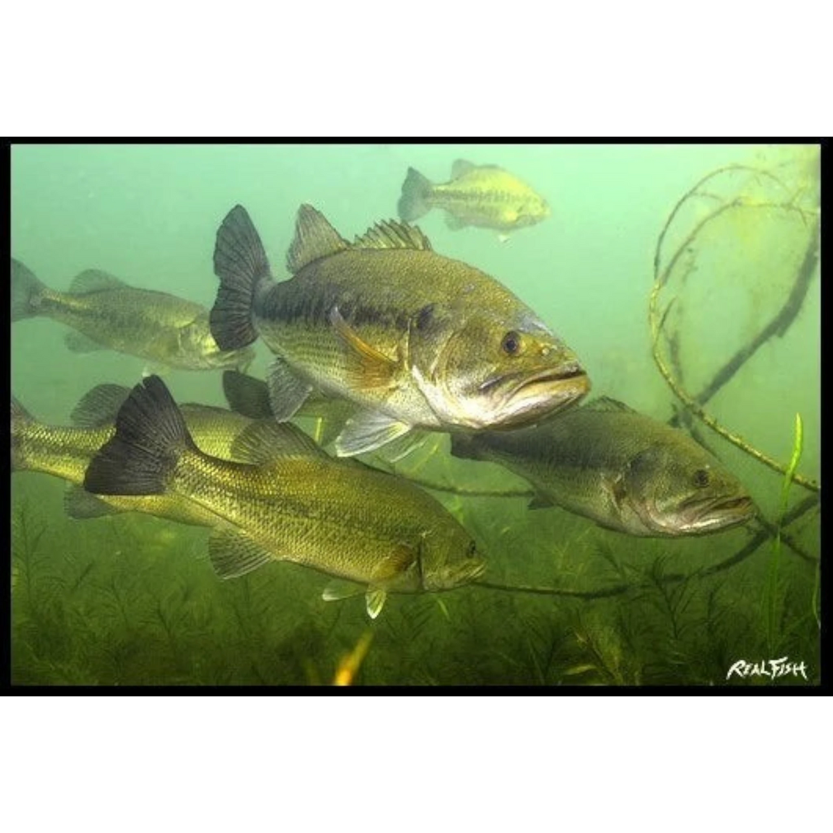 Dogfish Tackle & Marine Realfish floor mat featuring detailed underwater largemouth bass artwork in green tones.