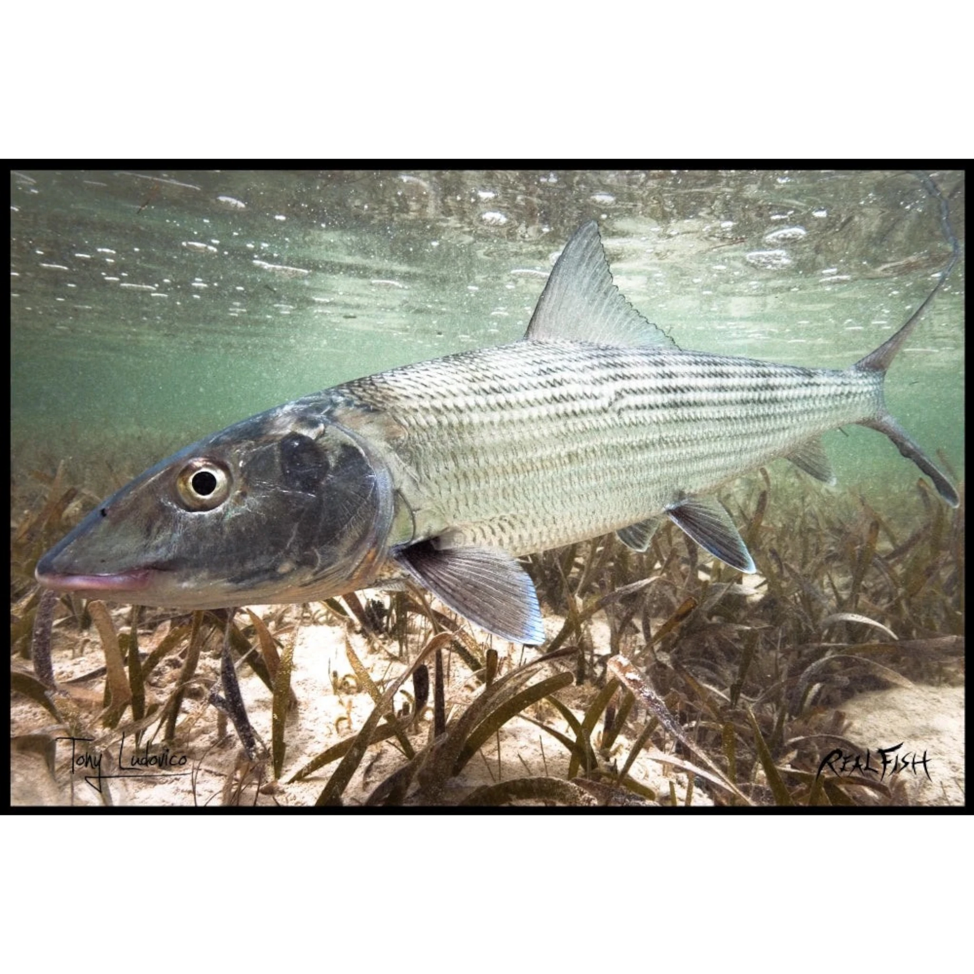 Dogfish Tackle & Marine Realfish floor mat featuring a detailed Gyotaku bonefish art print on durable polyester.