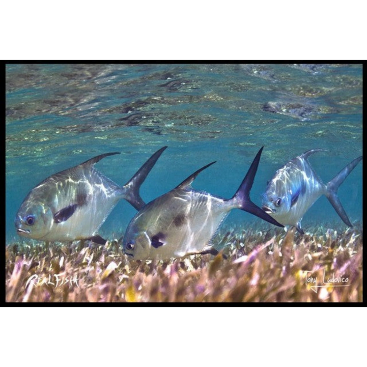 Dogfish Tackle & Marine Realfish floor mat featuring Gyotaku fish artwork of three permit fish swimming in seagrass.