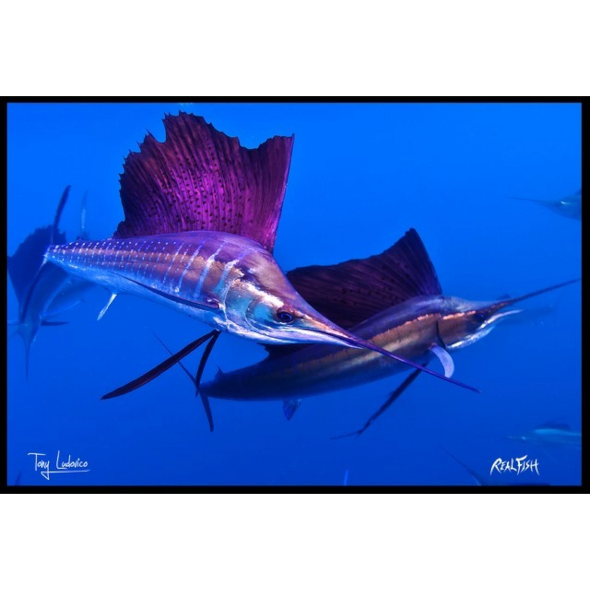 Dogfish Tackle & Marine Realfish floor mat featuring vibrant Gyotaku sailfish artwork on durable tufted polyester.