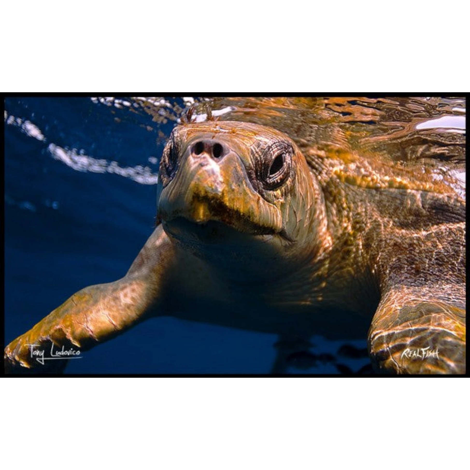 Dogfish Tackle & Marine Realfish floor mat featuring a detailed underwater sea turtle photograph by Tony Ludovico