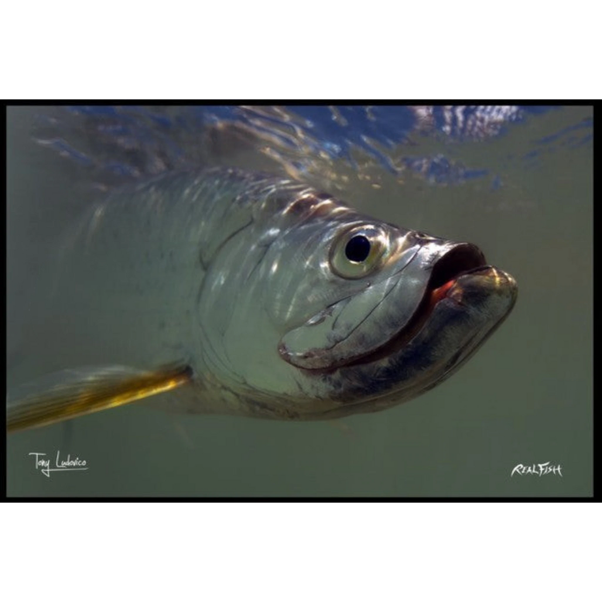 Dogfish Tackle & Marine Realfish floor mat featuring detailed Gyotaku fish artwork of a silver tarpon underwater.