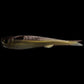 NLBN 5in Lil Mullets - Dogfish Tackle & Marine