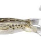 Live Target Freestyle Frog 3 1/2” - Dogfish Tackle & Marine