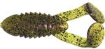 Gambler Cane Toad Lane toad color