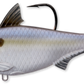 Live Target Gizzard Shad Swimbait - Dogfish Tackle & Marine